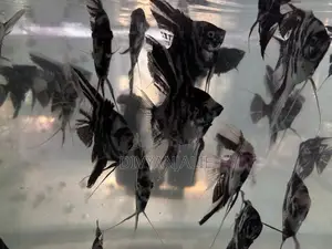 Angel fish