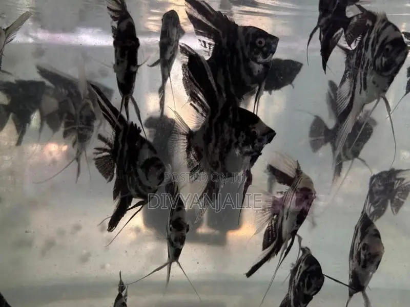 Angel fish