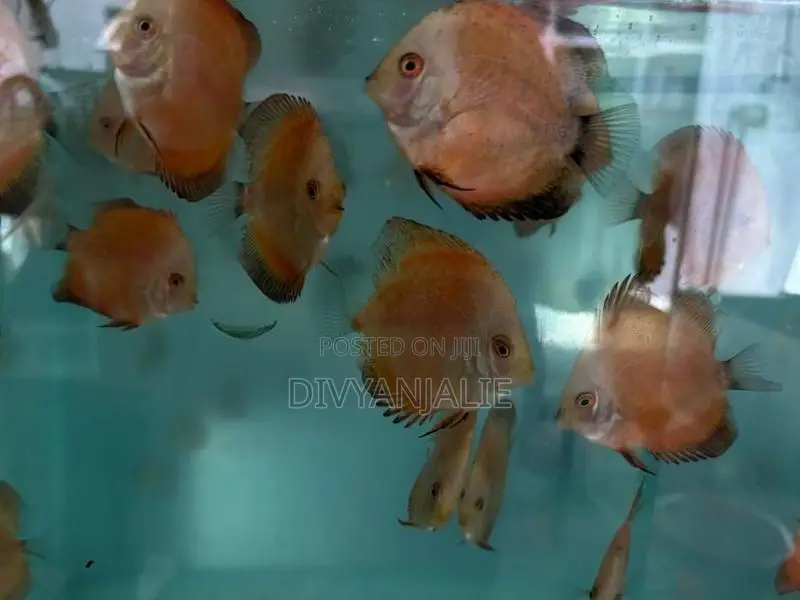 Red Discus Fish