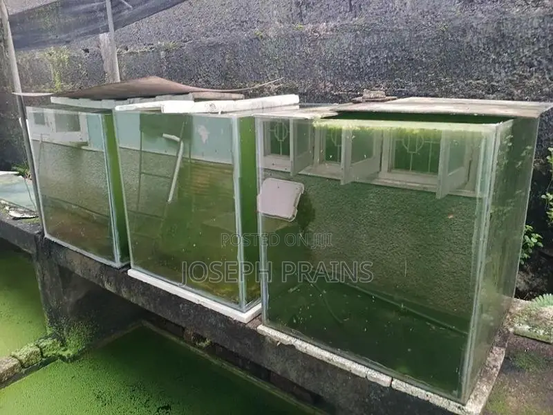 Glass Fish Tanks