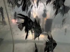 Angel fish
