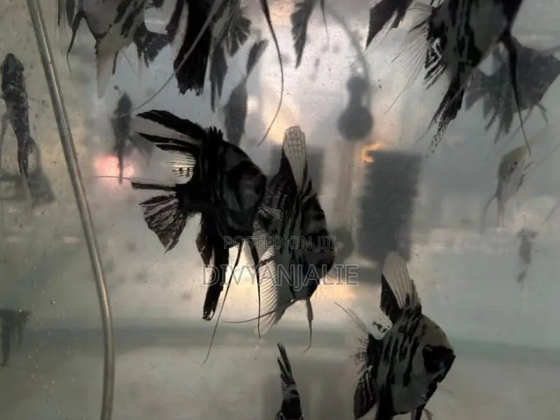 Angel fish
