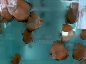 Red Discus Fish