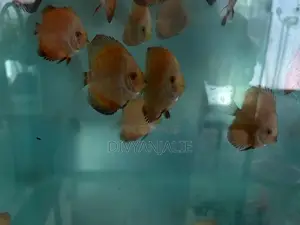 Red Discus Fish