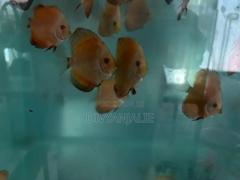 Red Discus Fish