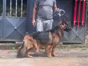 German Shepherd Dog