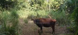 කිරි ගවයෙකු