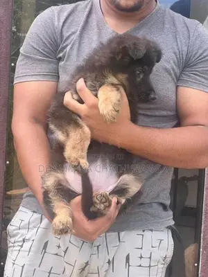 German Shepherd Dog