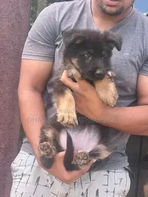 German Shepherd Dog
