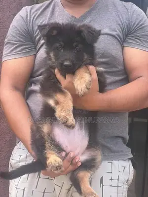 German Shepherd Dog