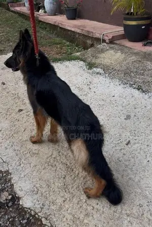 German Shepherd Dog