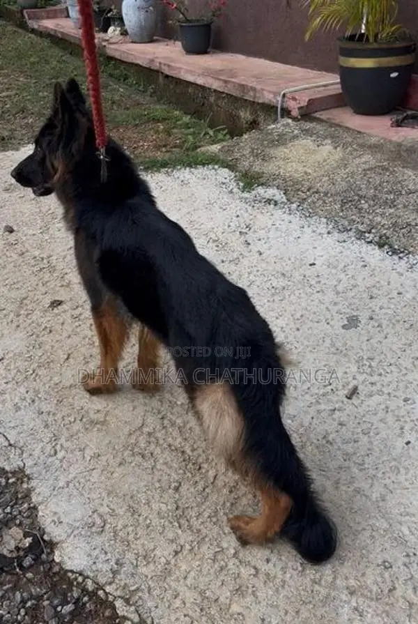 German Shepherd Dog
