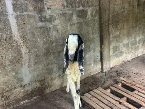 கிடாய் ஆடு