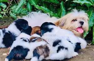 Shih Tzu Puppies