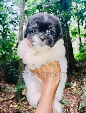 Shih Tzu Puppies
