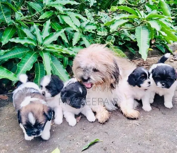 Shih Tzu Puppies