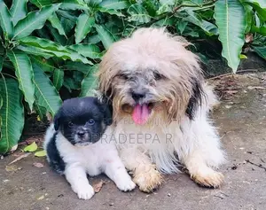 Shih Tzu Puppies