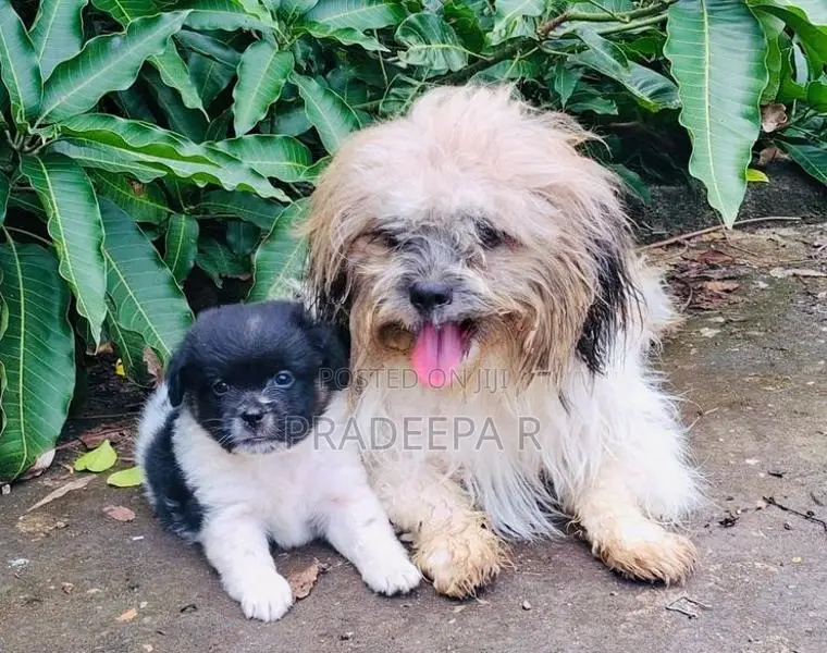 Shih Tzu Puppies