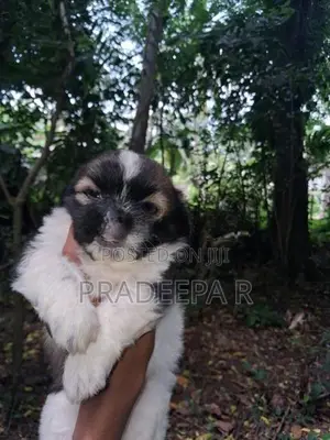 Shih Tzu Puppies
