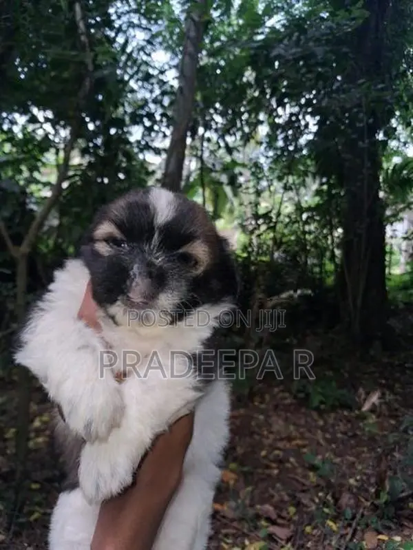 Shih Tzu Puppies