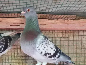 Racing Homer Pigeons