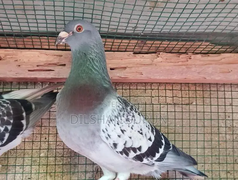 Racing Homer Pigeons