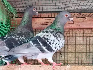 Racing Homer Pigeons