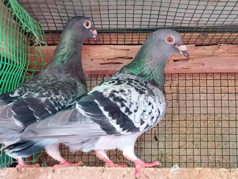 Racing Homer Pigeons