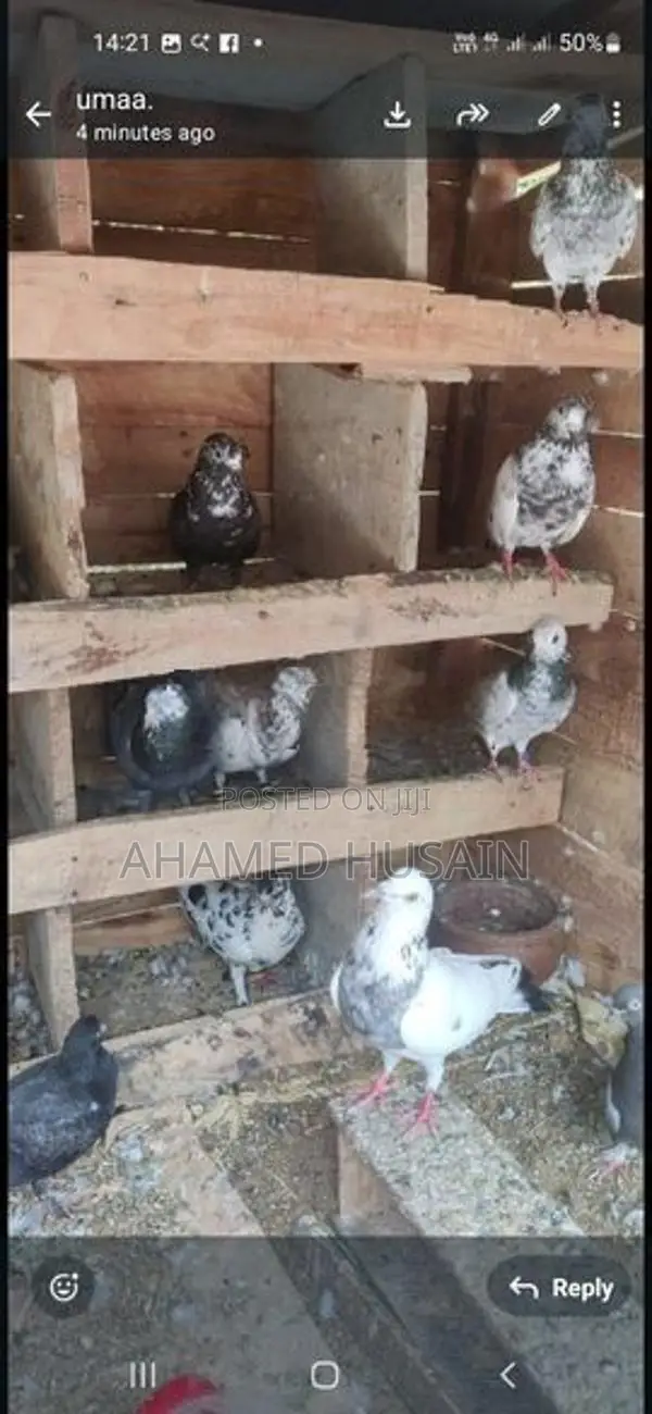 Pigeons