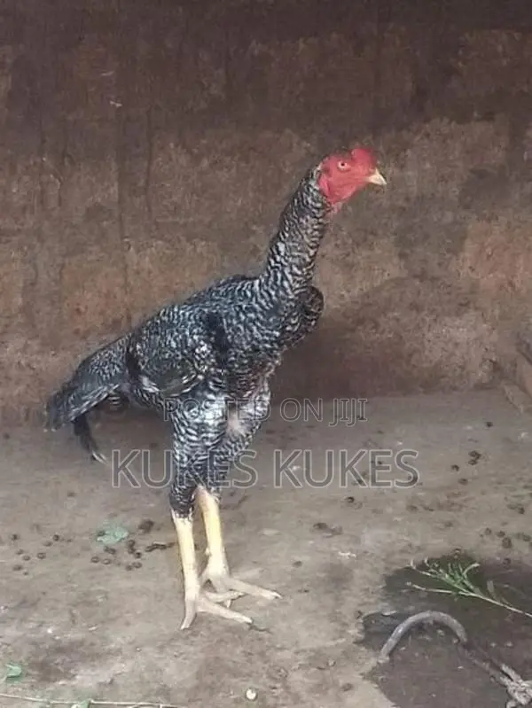 Velladiyan Rooster
