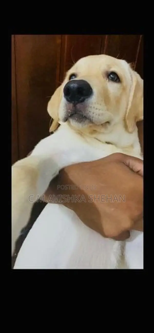 Labrador Dog Sell