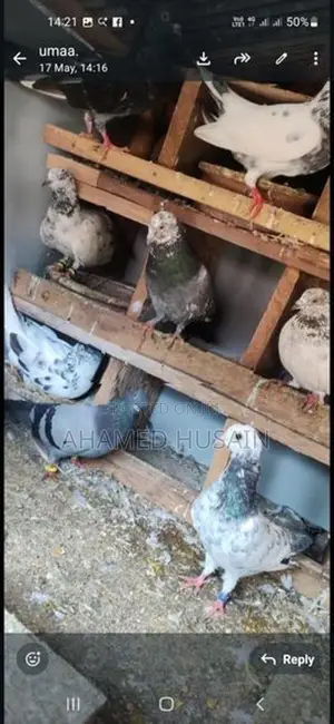 Pigeons