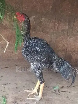 Velladiyan Rooster