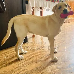 Labrador Dog Sell