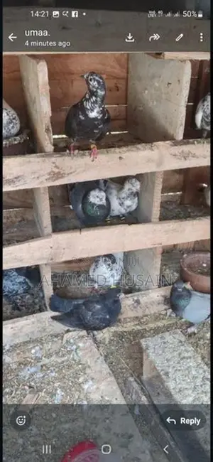 Pigeons