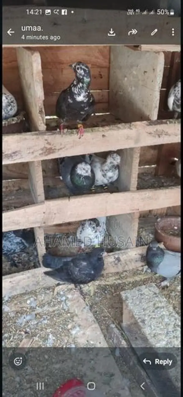Pigeons
