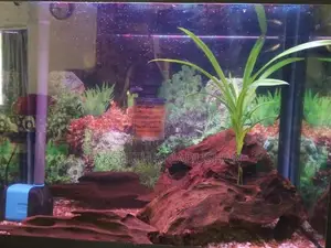 Fish Tank