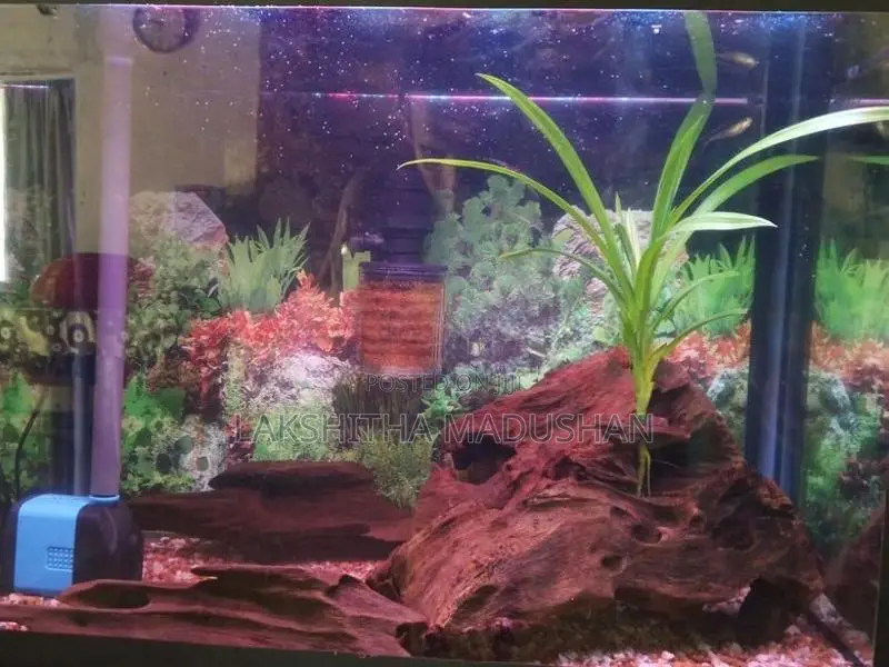 Fish Tank