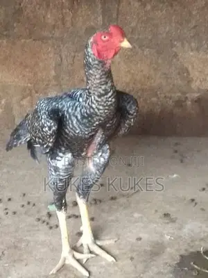 Velladiyan Rooster