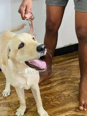 Labrador Dog Sell
