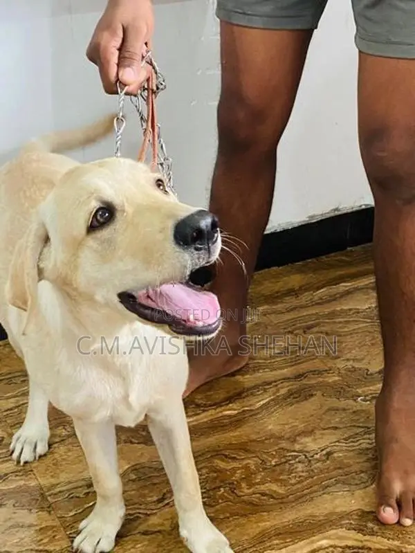 Labrador Dog Sell