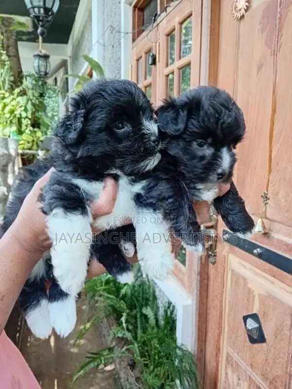 Shih Tzu Puppies