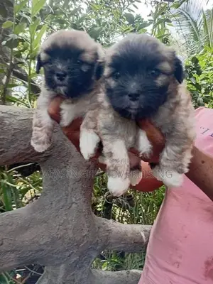 Shih Tzu Puppies