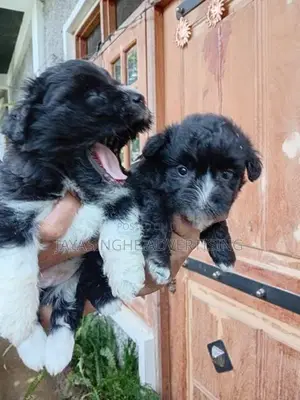 Shih Tzu Puppies