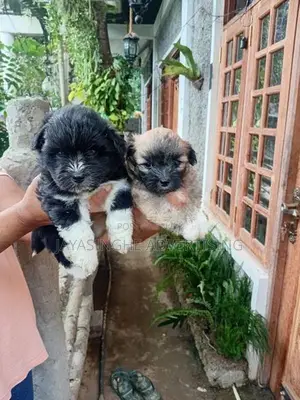 Shih Tzu Puppies