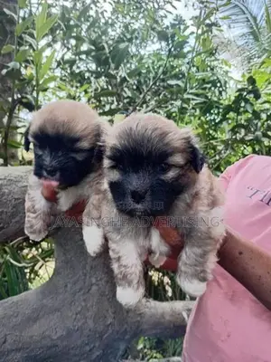 Shih Tzu Puppies