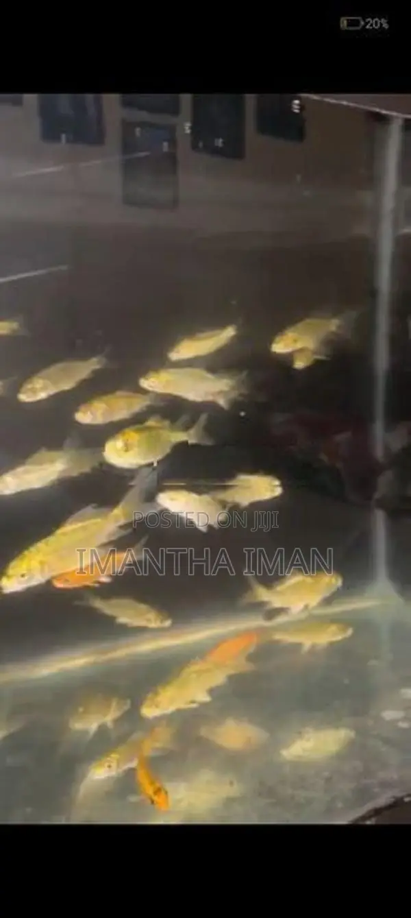Carf Fish