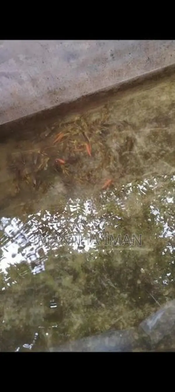 Carf Fish