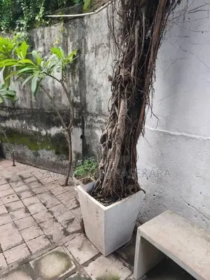 Nuga plant