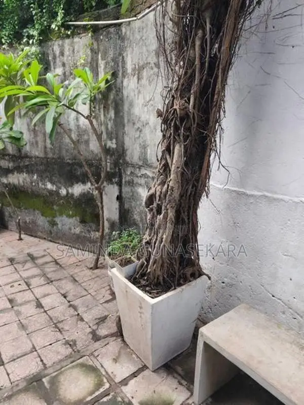 Nuga plant